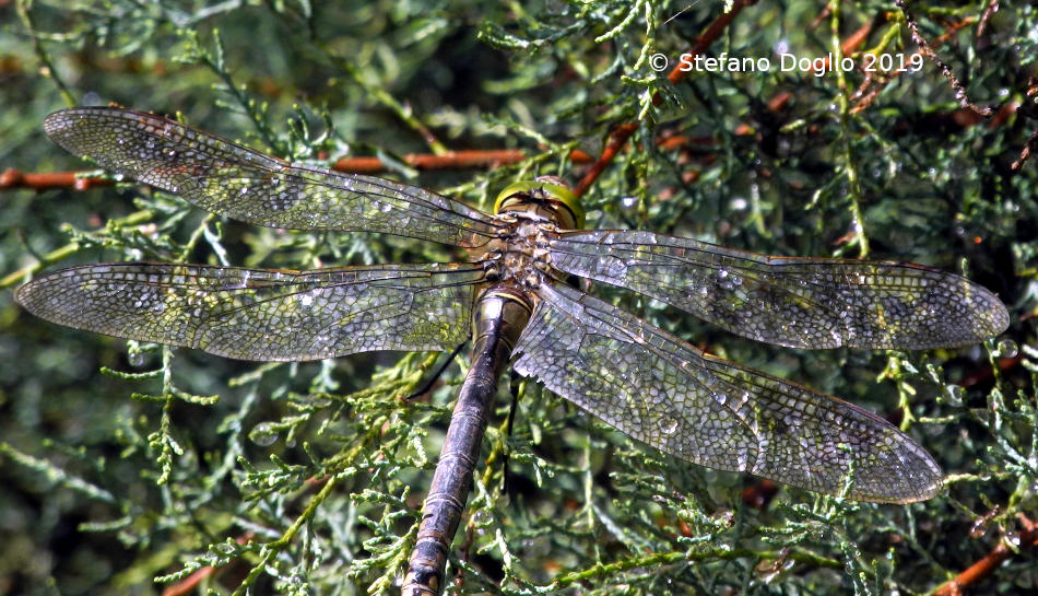 libellula marocchina da identificare... Anax parthenope